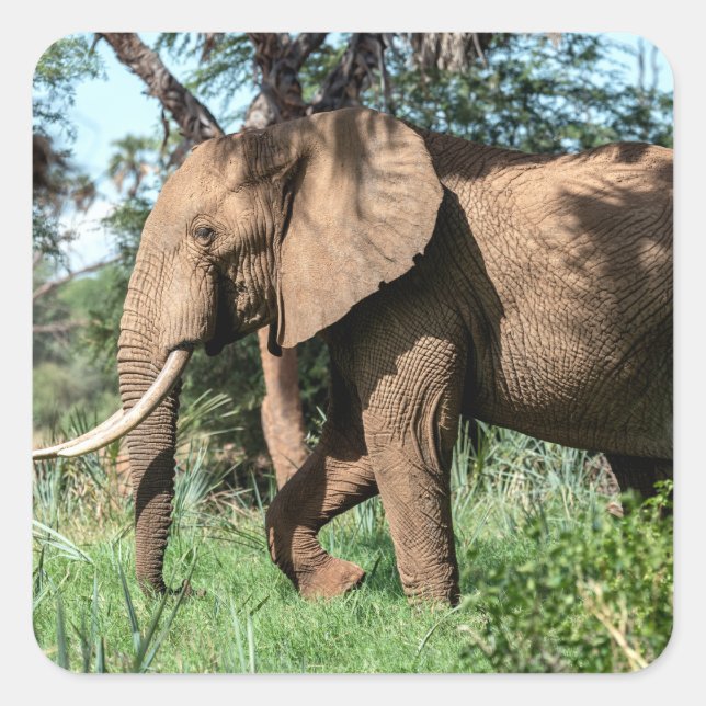 Sticker Carré Un éléphant africain au Safari (Devant)