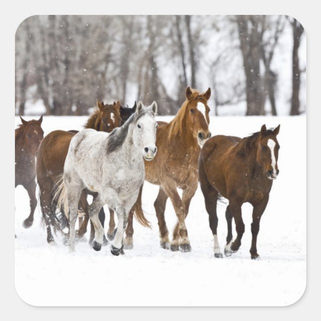 Sticker Carré Un hiver pittoresque de course (Devant)