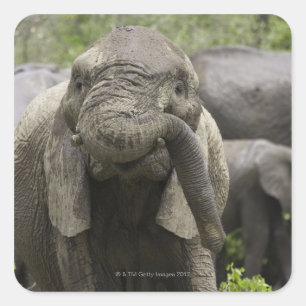 Sticker Carré Un jeune éléphant africain (Loxodonta africana)