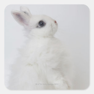 Sticker Carré Un lapin blanc. Jersey Wooly.