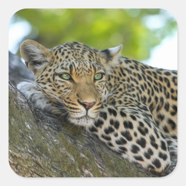 Sticker Carré Un magnifique léopard (Devant)