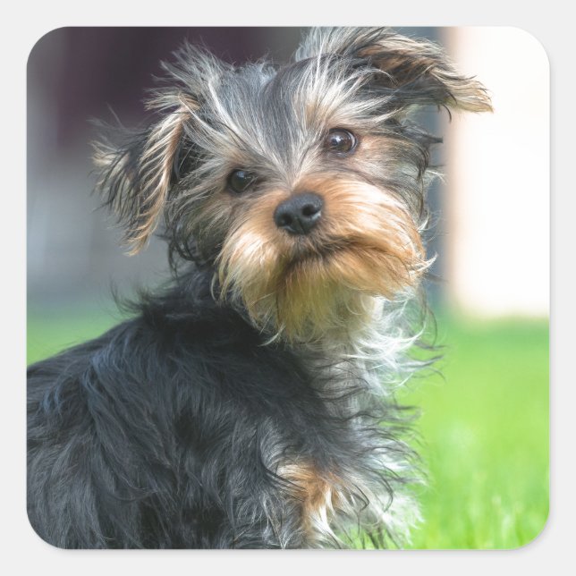 Sticker Carré Un mignon chiot Yorkshire terrier jouant dans le j (Devant)