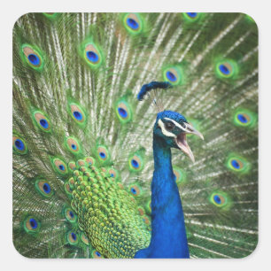 Sticker Carré Un paon hurle