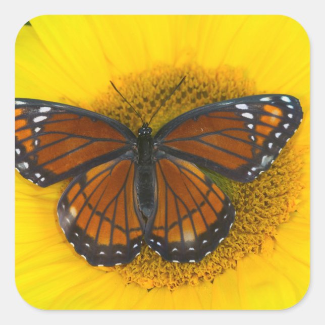 Sticker Carré Un papillon vice-roi | Limenitis Archippus (Devant)