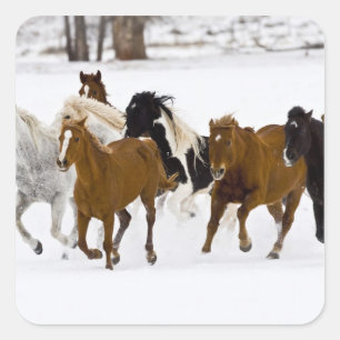Sticker Carré Un paysage hivernal de chevaux au galop