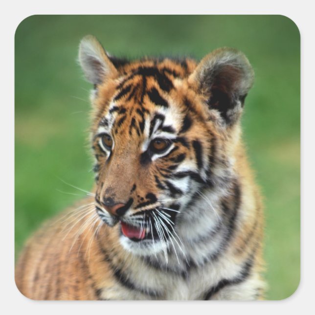 Sticker Carré Un petit tigre mignon (Devant)