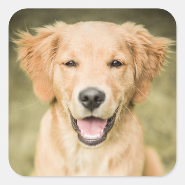 Sticker Carré Un Portrait D'Un Chiot De Golden Retriever (Devant)