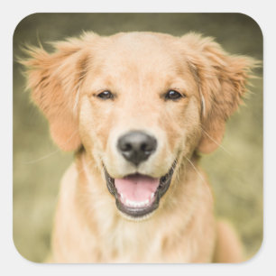 Sticker Carré Un Portrait D'Un Chiot De Golden Retriever