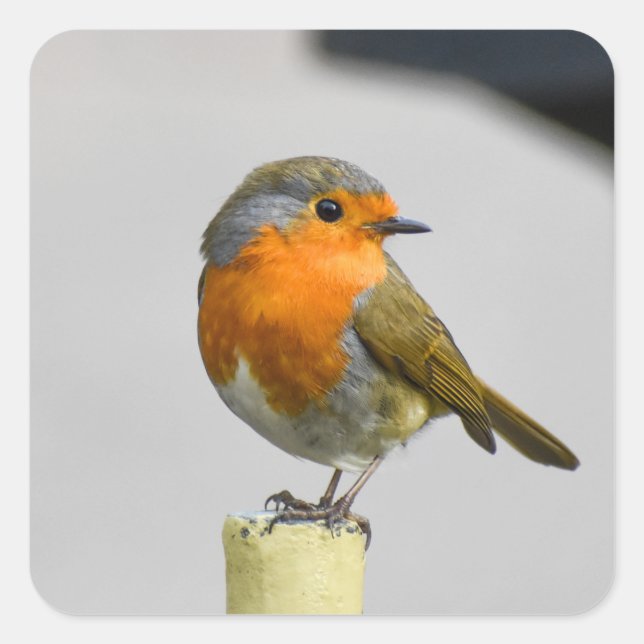 Sticker Carré Un Robin Très Étonnant (Devant)