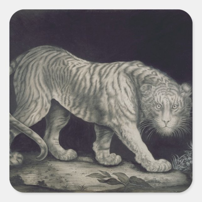 Sticker Carré Un tigre à ressort (crayon sur papier) (Devant)