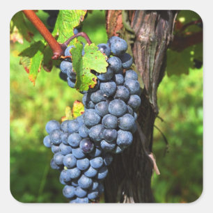 Sticker Carré Une grappe de raisin Merlot mûr sur une vigne avec