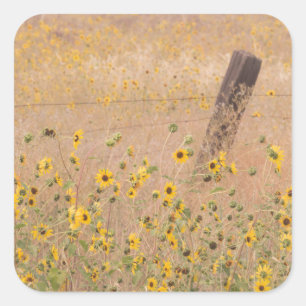 Sticker Carré USA, Californie, Adin. Clôture à fil à barbe