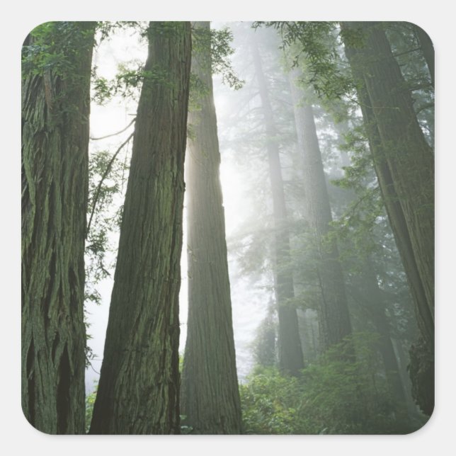 Sticker Carré USA, Californie, Redwood National Park, (Devant)