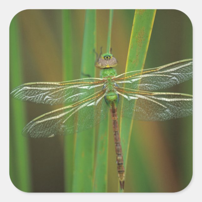 Sticker Carré USA, Géorgie. Dragonfly vert sur roseaux (Devant)