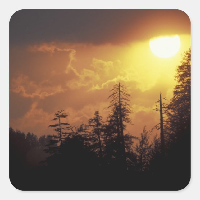 Sticker Carré USA, Tennessee, Great Smoky Mountains NP. 2 (Devant)
