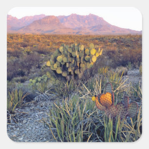 Sticker Carré USA, Texas, Big Bend NP. Un crépuscule rose sablo