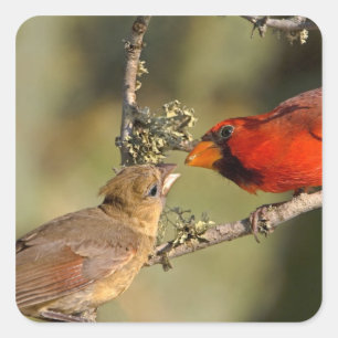 Sticker Carré USA, Texas, Rio Grande Valley, McAllen. Mis