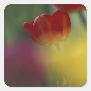 Sticker Carré USA, Utah, Cache Valley Tulips dans un jardin