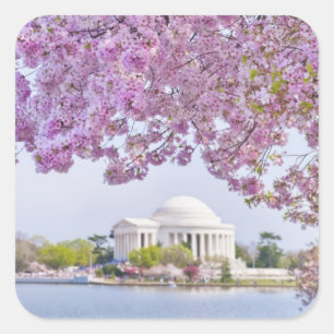 Sticker Carré USA, Washington DC, Cherry tree in floraison