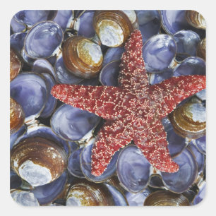 Sticker Carré USA, Washington, Hood Canal, Seabeck. De près