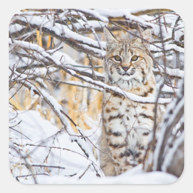 Sticker Carré USA, Wyoming, Bobcat (Devant)