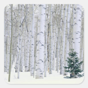 Sticker Carré UTAH. États-Unis Aspen (Populus tremuloides) et Do