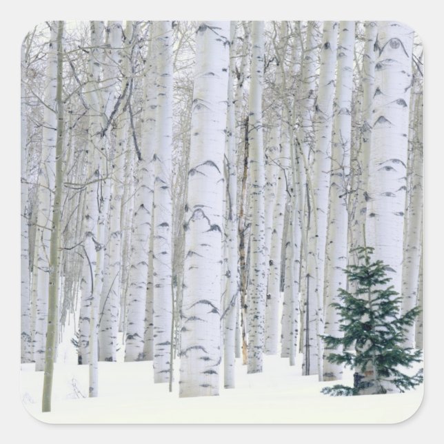 Sticker Carré UTAH. États-Unis Aspen (Populus tremuloides) et Do (Devant)