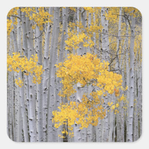Sticker Carré UTAH. ÉTATS-UNIS. Bosquet de trembles (Populus tre
