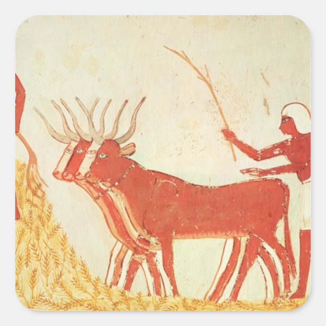 Sticker Carré Utilisation de vaches pour piétiner le blé (Devant)