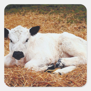 Sticker Carré Vache bébé, veau