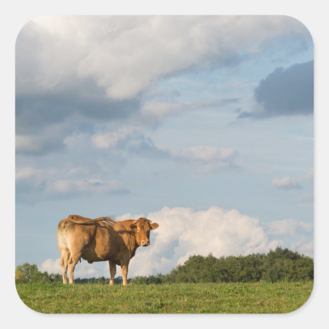 Sticker Carré Vache Blonde d'Aquitaine en Dordogne, France (Devant)