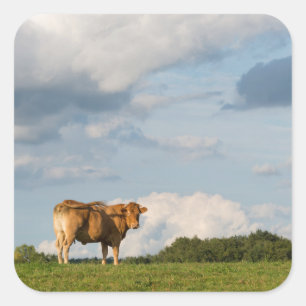 Sticker Carré Vache Blonde d'Aquitaine en Dordogne, France
