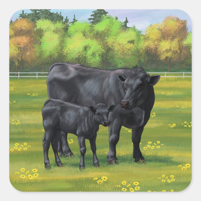 Sticker Carré Vache d'Angus noir et veau mou en pâturage d'été (Devant)
