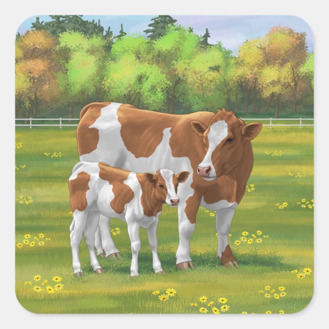 Sticker Carré Vache de Guernesey et veau mignon dans les pâturag (Devant)
