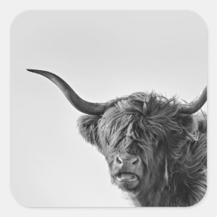 Sticker Carré Vache des hautes terres robuste en monochrome