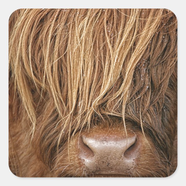 Sticker Carré Vache écossaise des Highlands - Écosse (Devant)