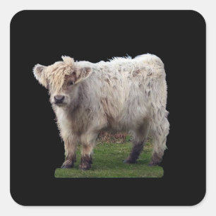 Sticker Carré Vache "Moo" Bébé Highland Mignonne Art Animal de F