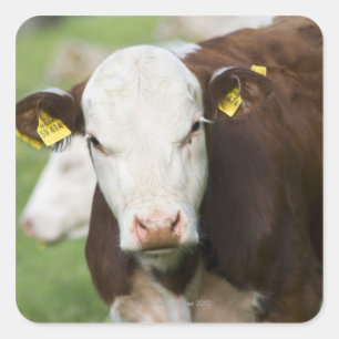 Sticker Carré Vaches dans le pâturage, gros plan