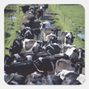 Sticker Carré Vaches Laières Frésiennes, En Attente De Lait, Co