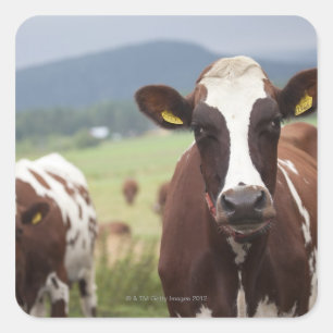 Sticker Carré Vaches pâturantes