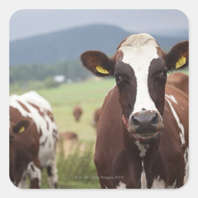 Sticker Carré Vaches pâturantes (Devant)