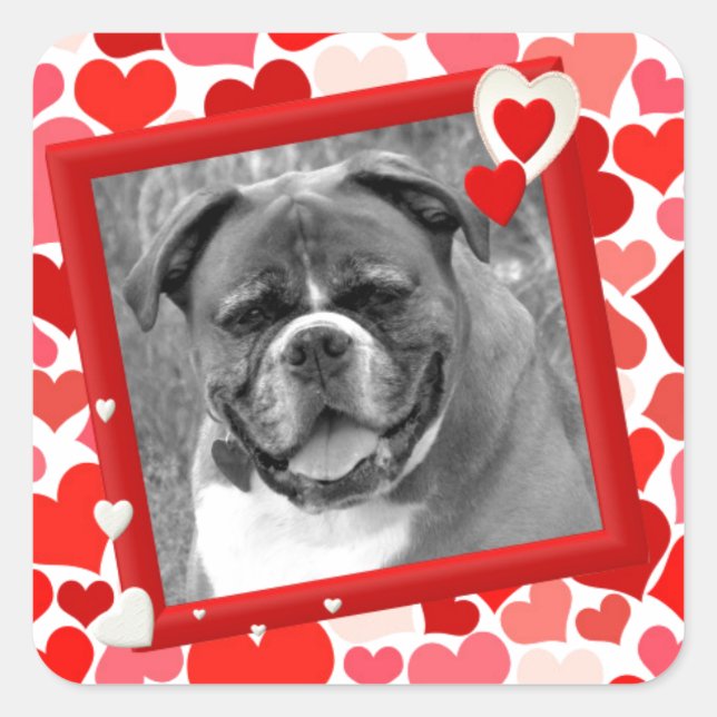 Sticker Carré Valentines Boxer Chien Coeurs (Devant)