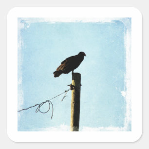 Sticker Carré Vautour