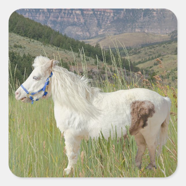 Sticker Carré Véritable Cheval Miniature en montagne souhait (Devant)