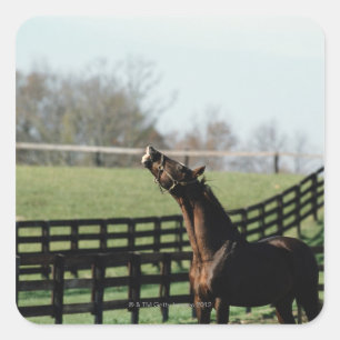 Sticker Carré Vermont, États-Unis 2