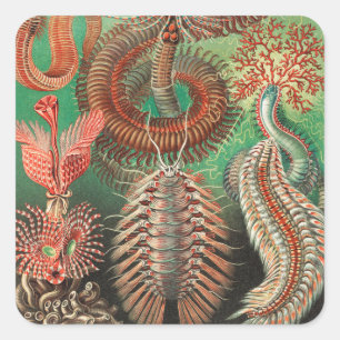 Sticker Carré Vers, Annelids Chaetopoda par Ernst Haeckel