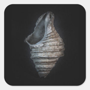 Sticker Carré Version couleur Shells No 6