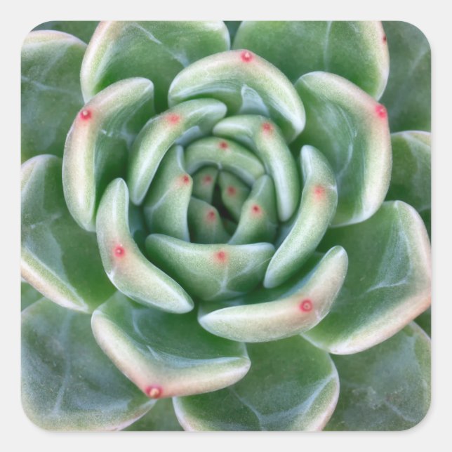 Sticker Carré Vert rouge pourri Succulent (Devant)