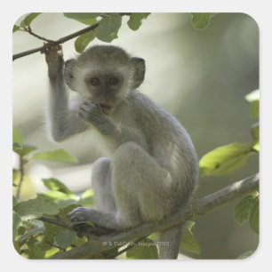 Sticker Carré Vervet Monkey, Zimbabwe