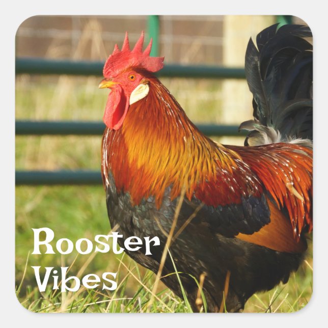 Sticker Carré Vibes Rooster Farm Life (Devant)